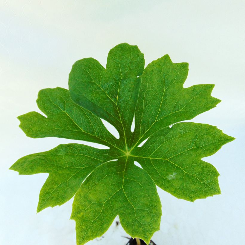 Podophyllum peltatum - Podofillo (Fogliame)