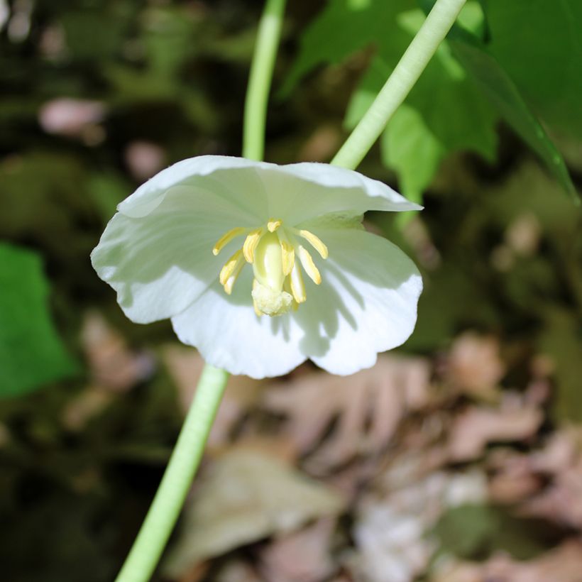 Podophyllum peltatum - Podofillo (Fioritura)