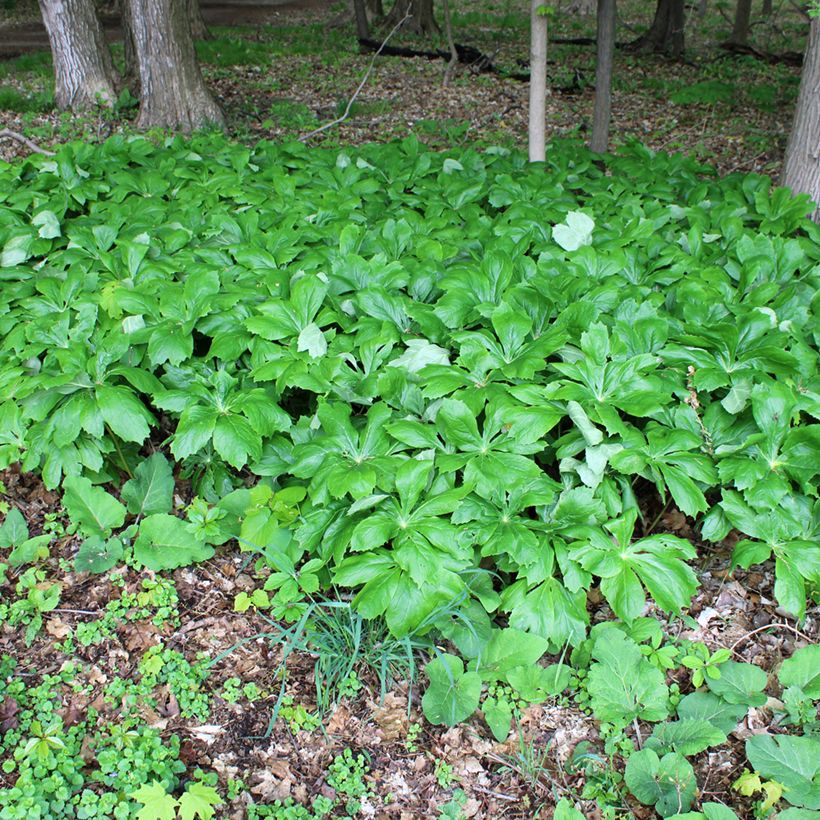 Podophyllum peltatum - Podofillo (Porto)