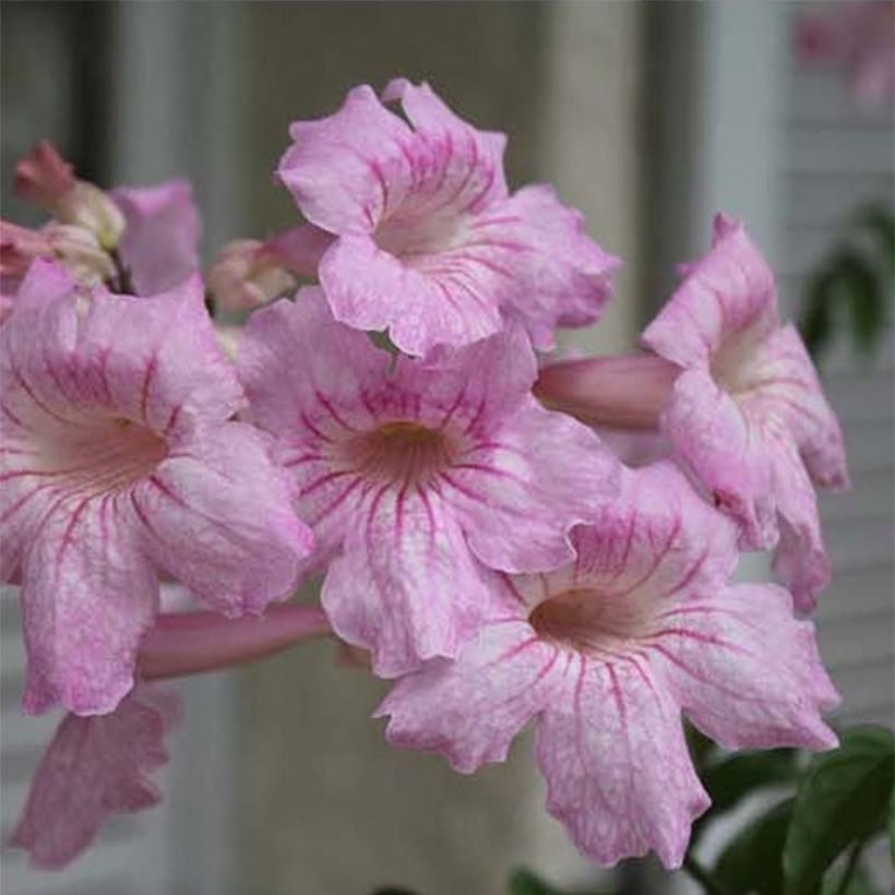 Podranea ricasoliana Comtesse Sarah - Bignonia rosa (Fioritura)