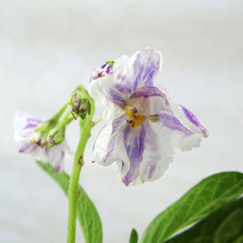 Pepino - Solanum muricatum (Fioritura)