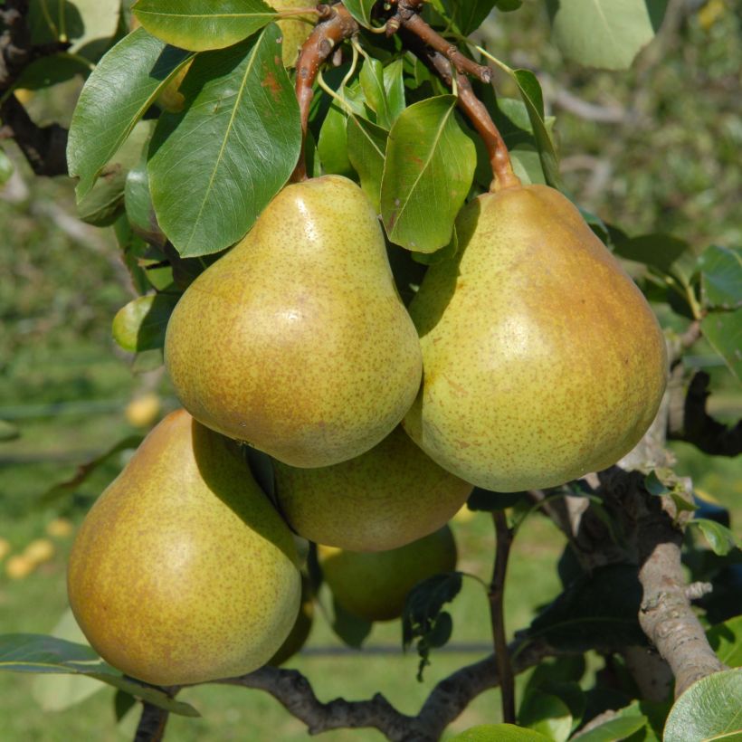 Pero nano Belle Helene (Raccolta)