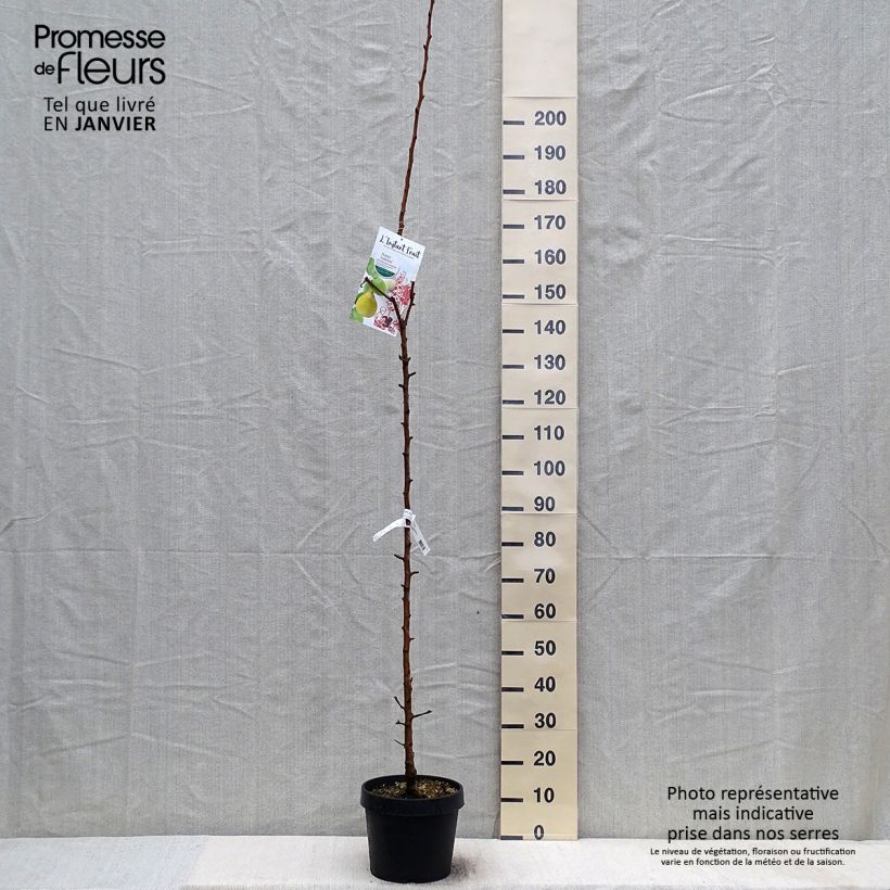 Poirier colonnaire Londres - Pyrus communis Pot de 7,5L/10L esemplare consegnato in inverno