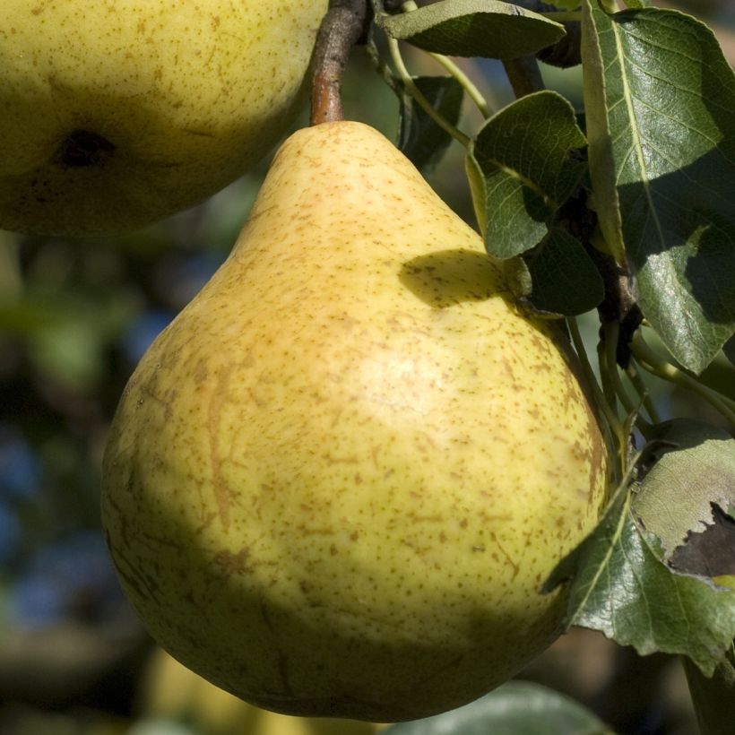 Pero nano Fruit Me Pear Me Williams Bon-Chrétien (Raccolta)