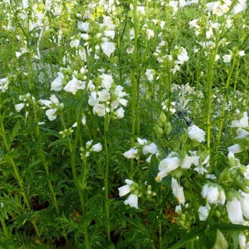 Polemonium yezoense Halfway to Paradise (Porto)