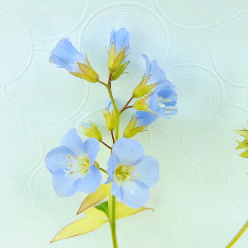 Polemonium reptans Stairway to Heaven (Fioritura)