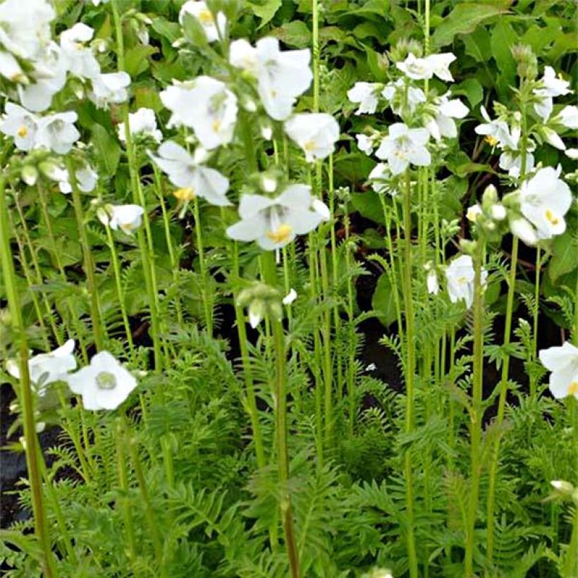 Polemonium caeruleum Album - Valeriana greca (Fioritura)