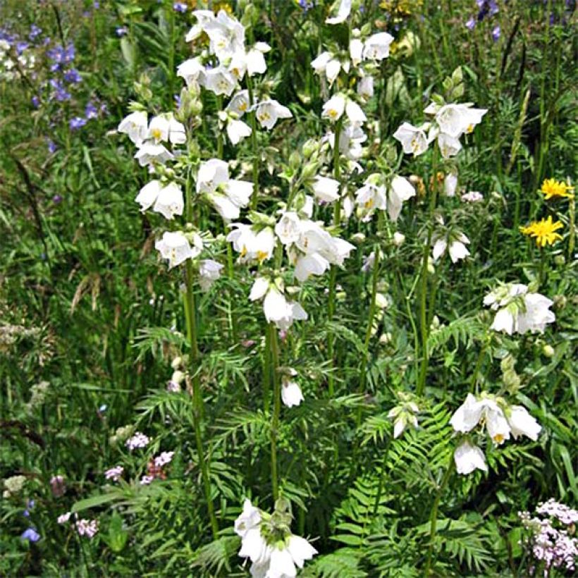 Polemonium caeruleum Album - Valeriana greca (Porto)