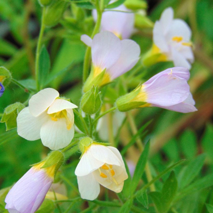 Polemonium carneum Apricot Delight (Fioritura)