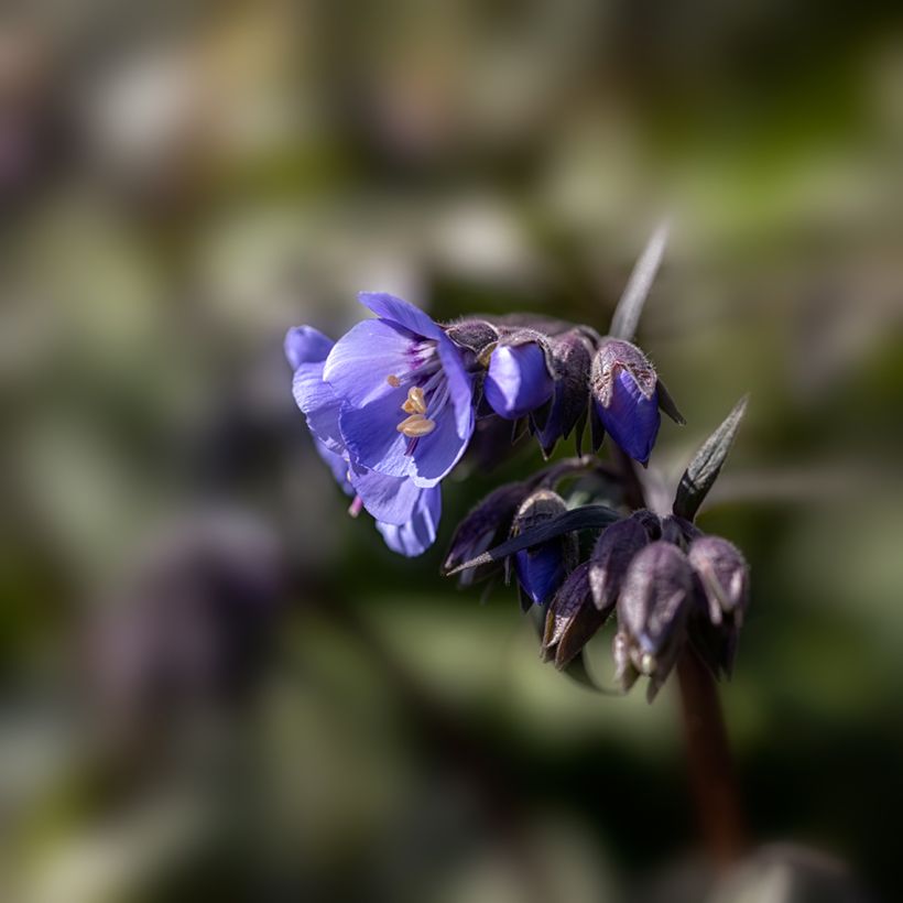 Polemonium Heaven Scent (Fioritura)