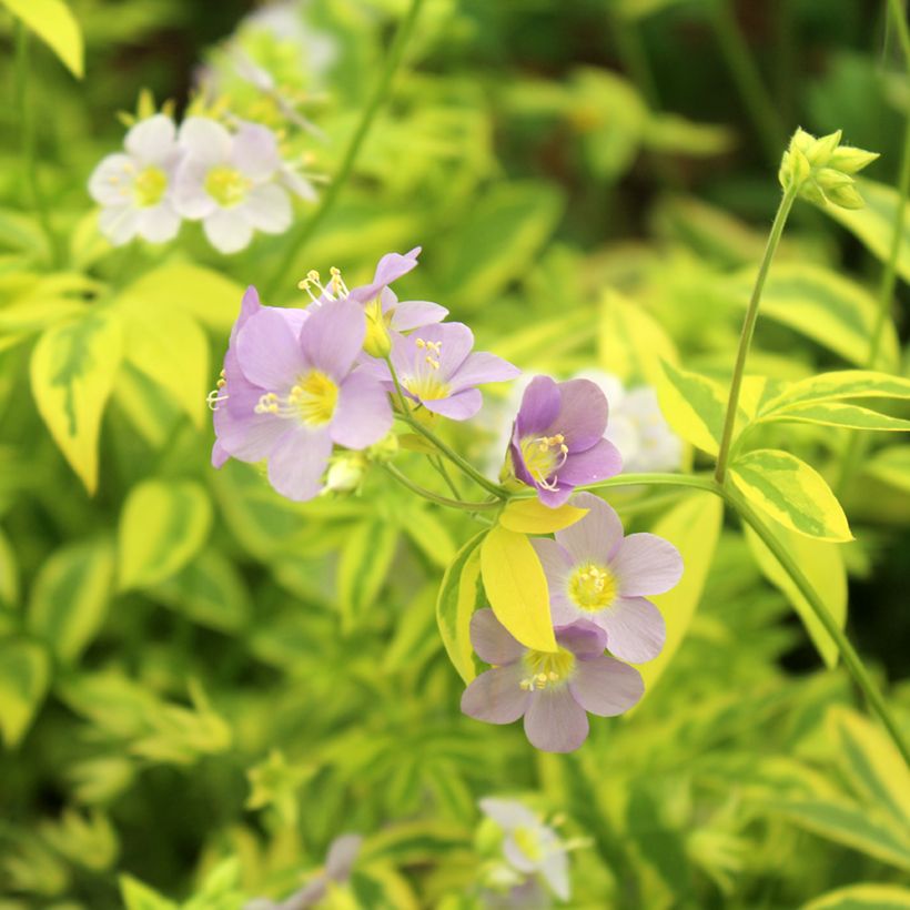 Polemonium pulcherrimum Golden Feathers (Fioritura)