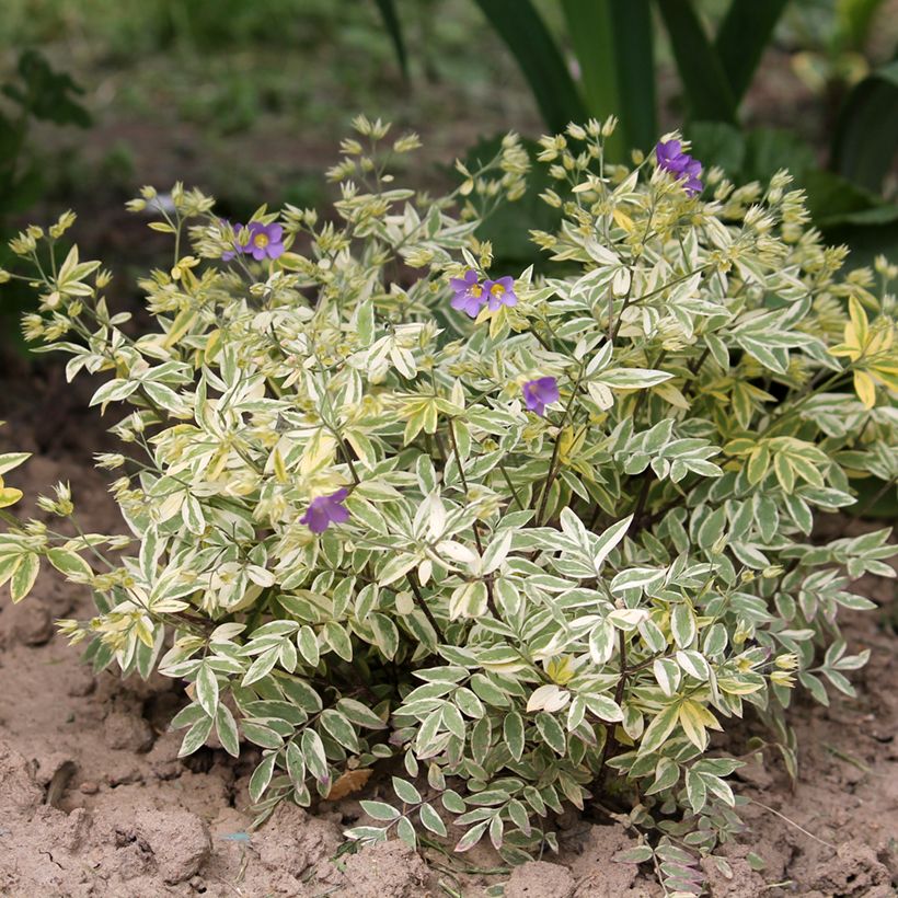 Polemonium pulcherrimum Golden Feathers (Porto)