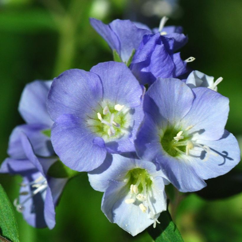 Polemonium reptans (Fioritura)