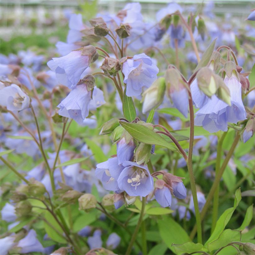 Polemonium reptans Blue Pearl (Fioritura)