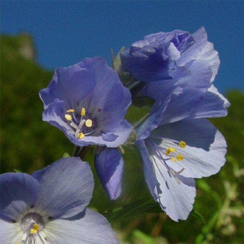 Polemonium yezoense Purple rain (Fioritura)