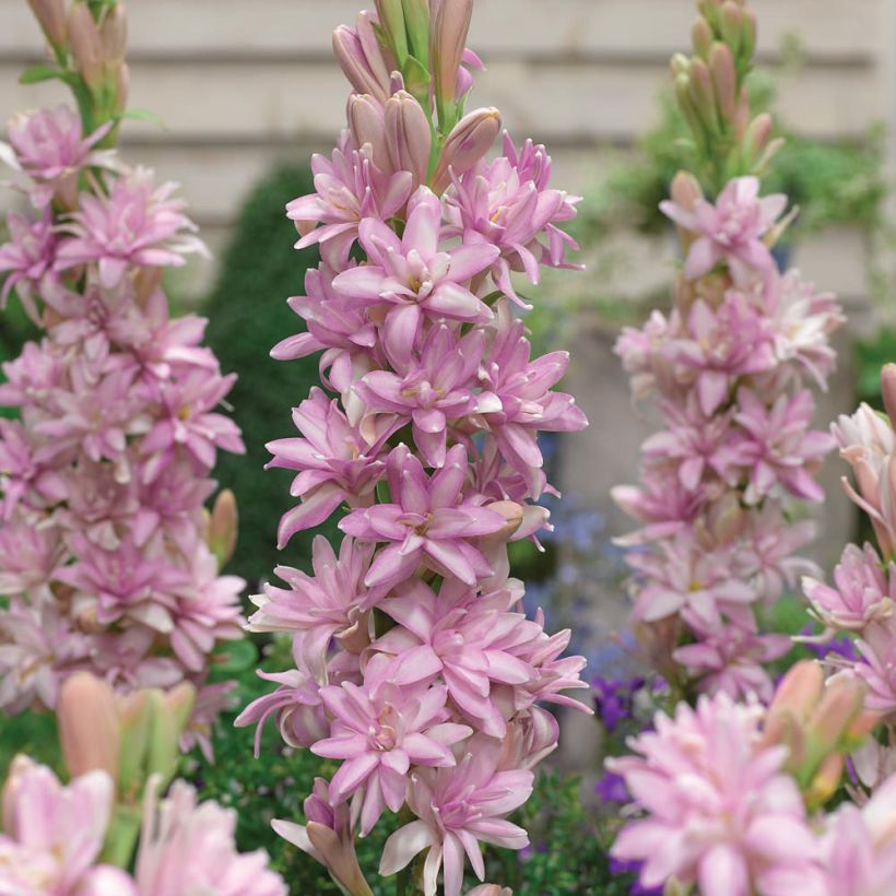 Polyanthes tuberosa Pink Sapphire - Agave amica (Fioritura)