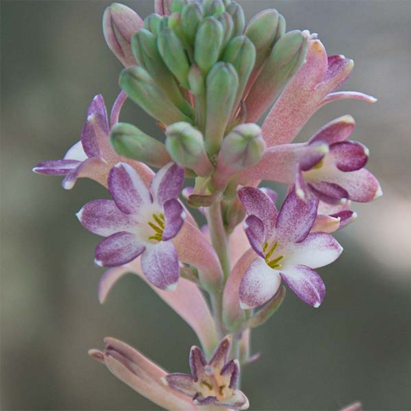 Polianthes tuberosa Sensation (Fioritura)