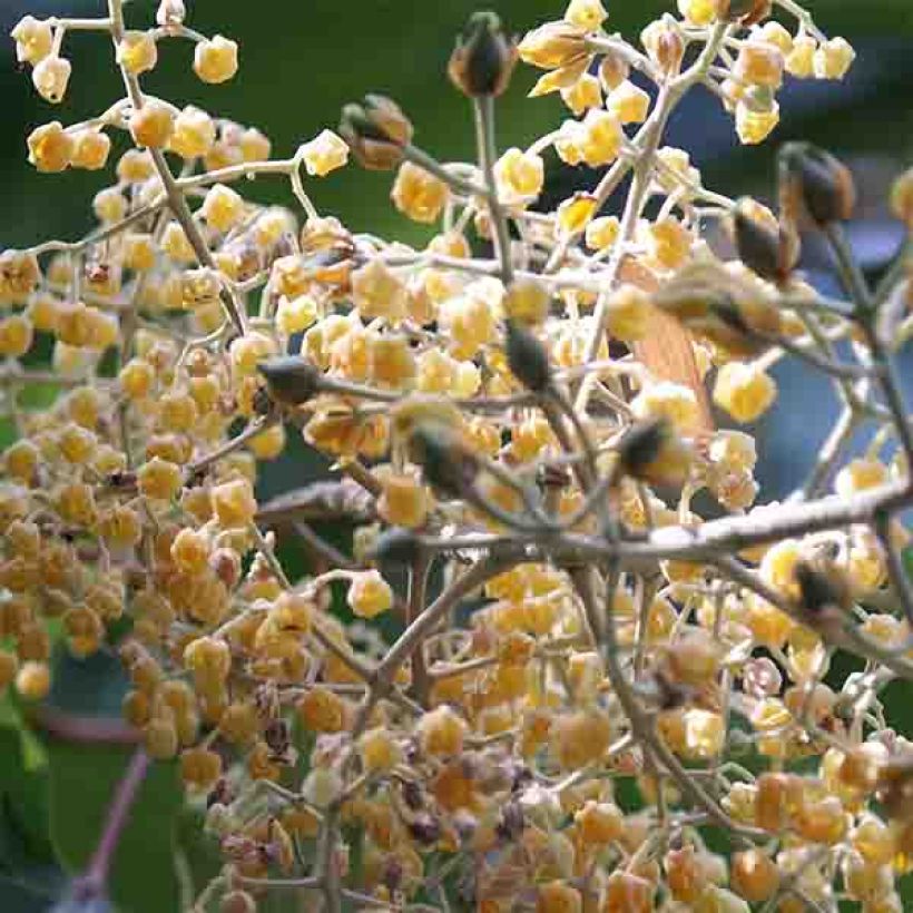 Poliothyrsis sinensis (Fioritura)