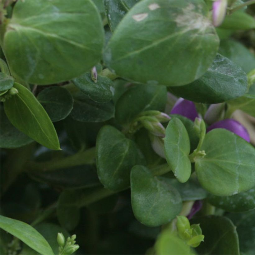 Polygala Bibi Pink (Fogliame)