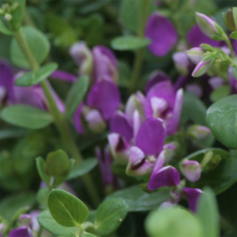 Polygala Bibi Pink (Fioritura)