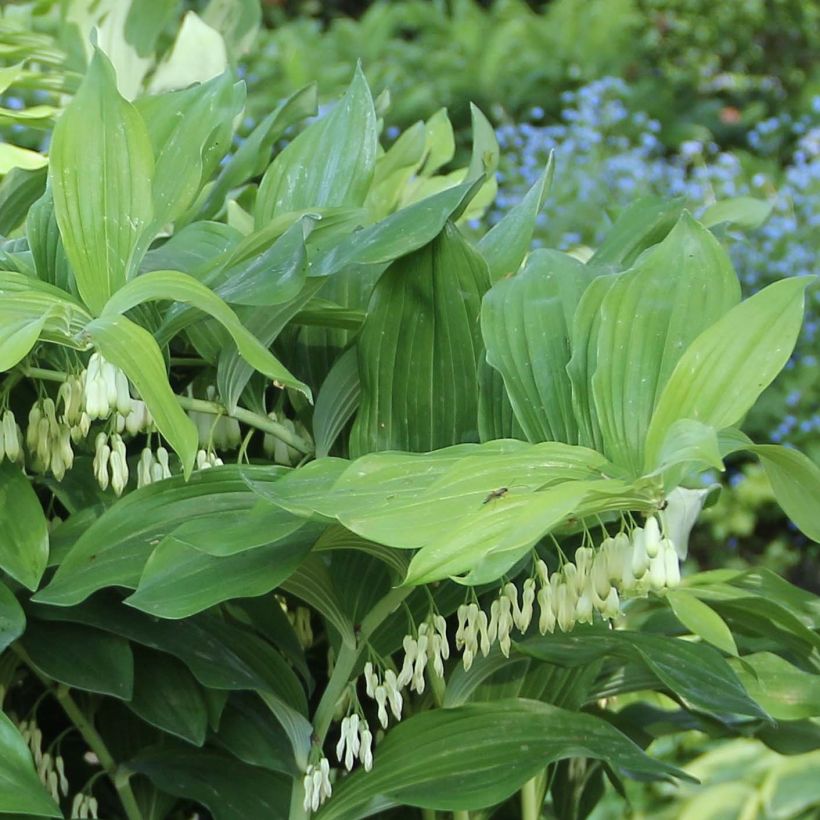 Polygonatum Weihenstephan - Sigillo di Salomone (Fogliame)