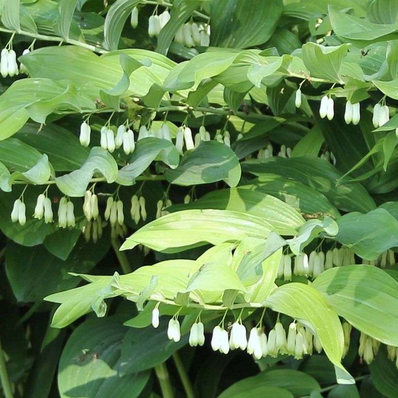 Polygonatum Weihenstephan - Sigillo di Salomone (Fioritura)