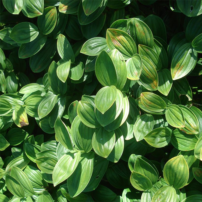 Polygonatum humile - Sigillo di Salomone (Fogliame)