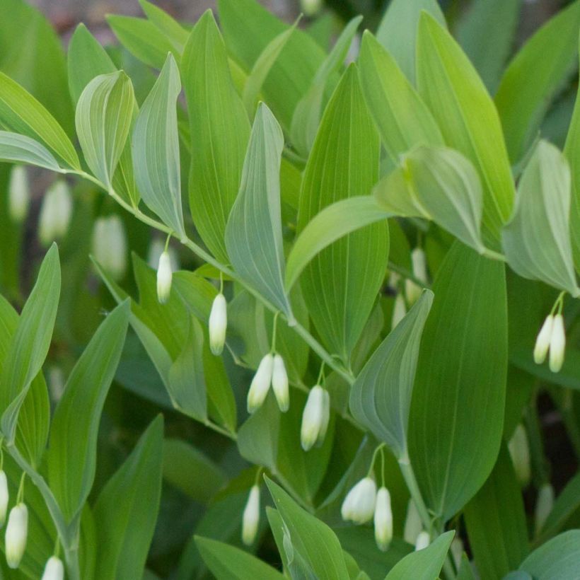 Polygonatum odoratum - Sigillo di Salomone comune (Fogliame)