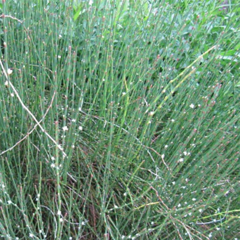 Polygonum scoparium - Poligono scopario (Porto)