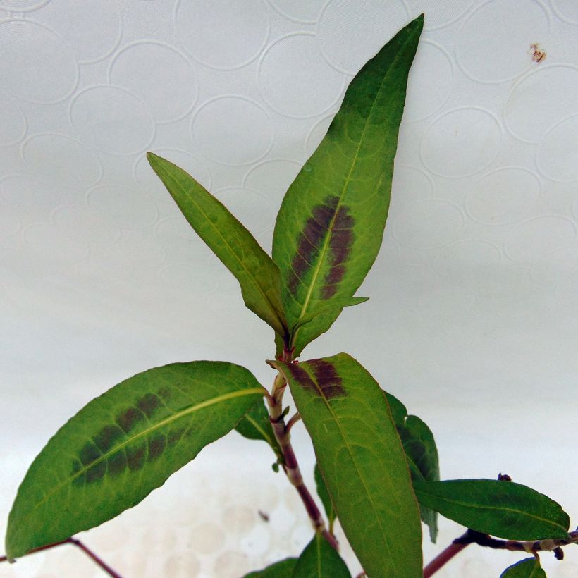 Polygonum odoratum - Coriandolo vietnamita (Fogliame)