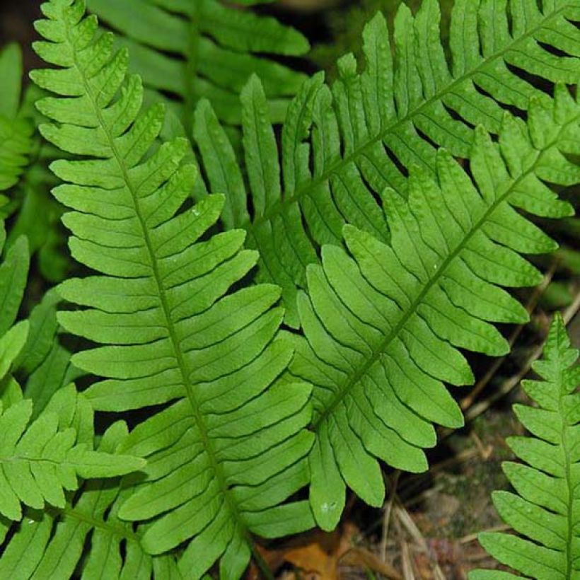 Polypodium vulgare - Polipodio comune (Fogliame)