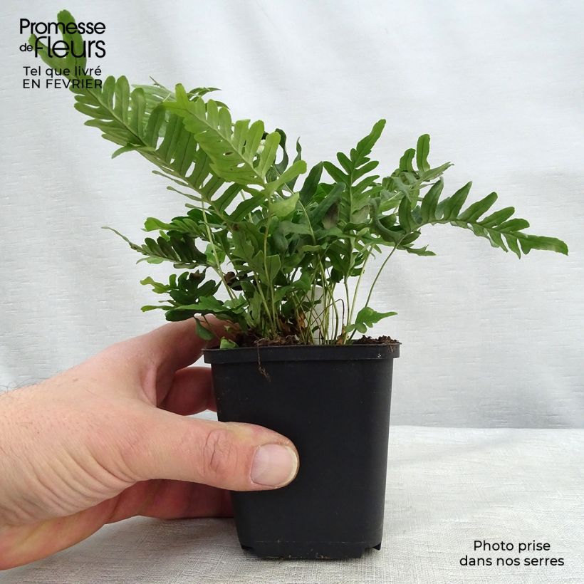 Polypodium vulgare Bifido Multifidum - Fougère Godet de 9cm esemplare consegnato in inverno