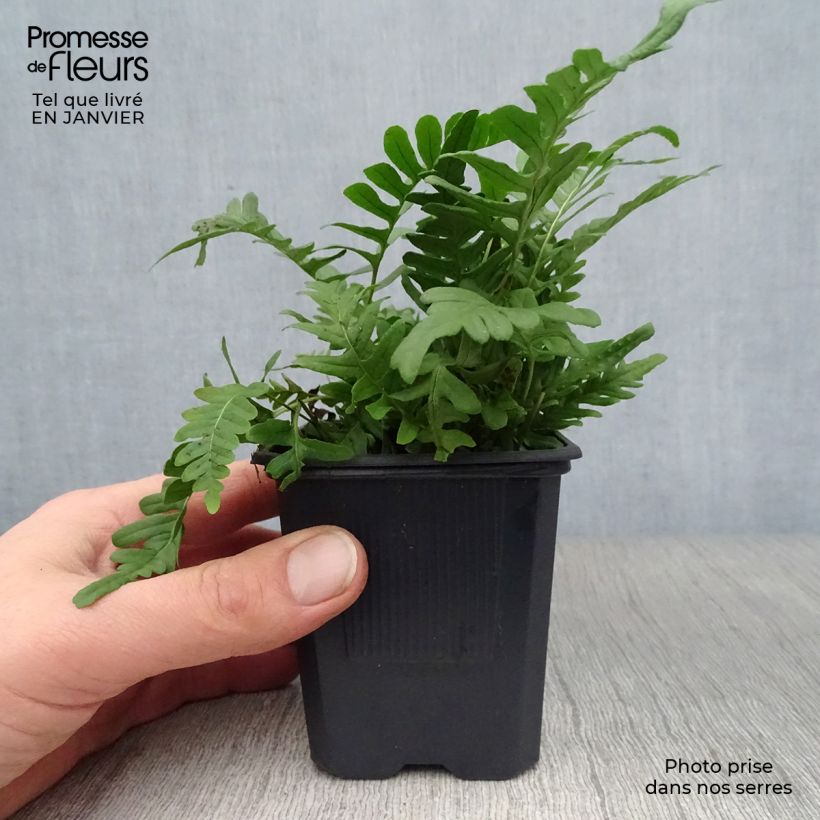 Polypodium vulgare - Fougère persistante Godet de 9cm esemplare consegnato in inverno