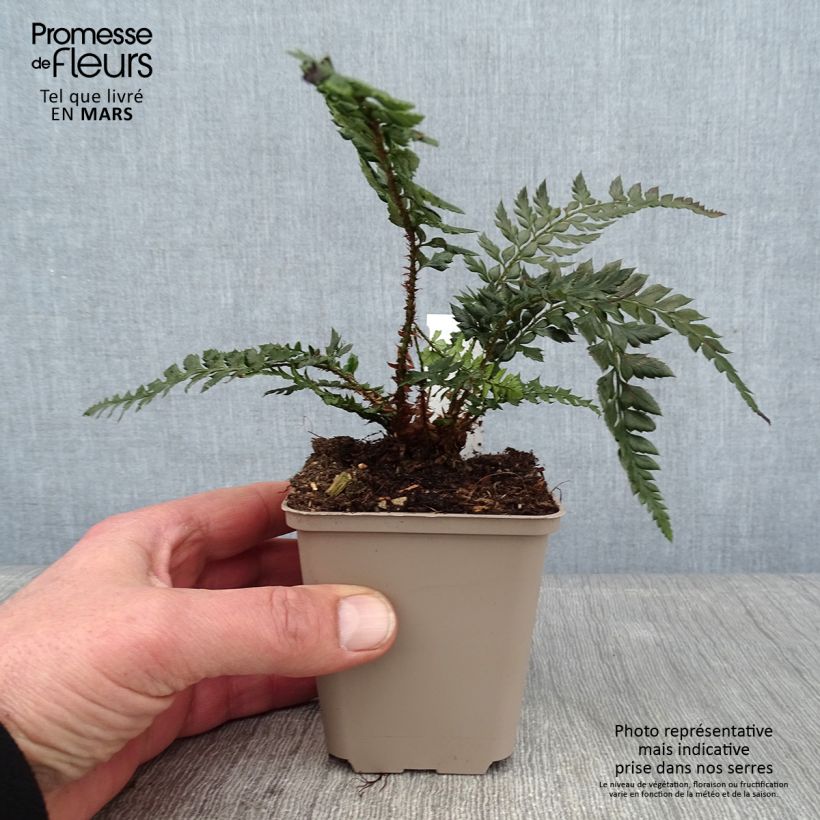 Polystichum Shiny Holy Fern - Fougère persistante Godet de 9cm esemplare consegnato in inverno