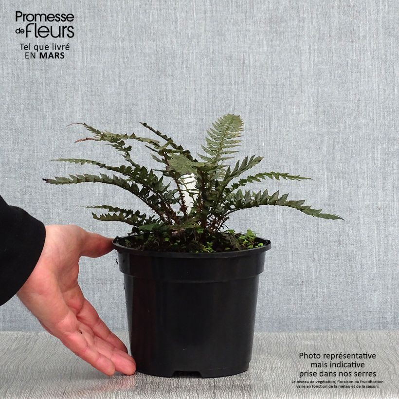 Polystichum Shiny Holy Fern - Fougère persistante pot de 2L esemplare consegnato in inverno