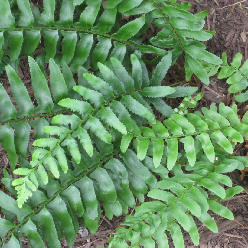 Polystichum acrostichoides (Fogliame)