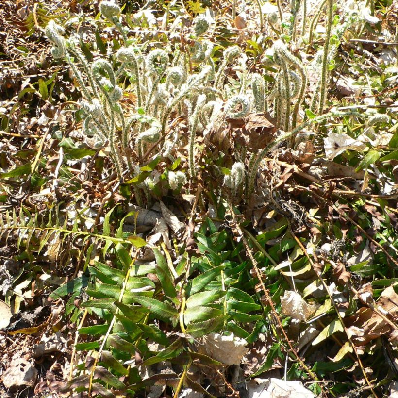 Polystichum acrostichoides (Porto)