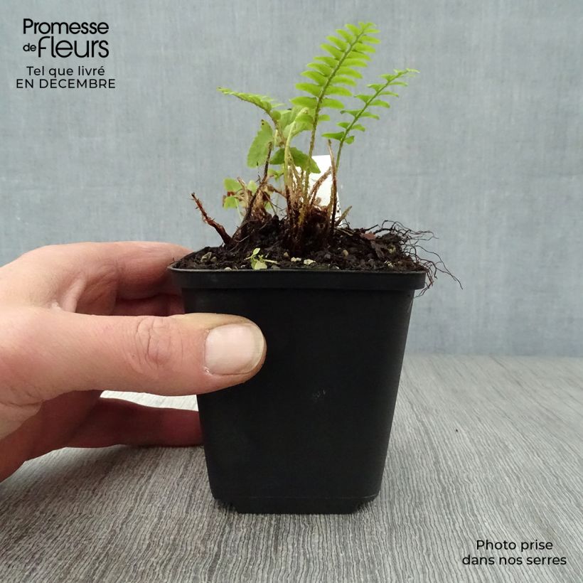 Polystichum acrostichoides - Fougère de Noël Godet de 9cm esemplare consegnato in inverno