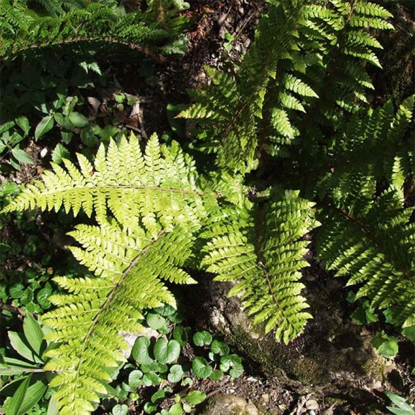 Polystichum braunii - Felce di Braun (Fogliame)