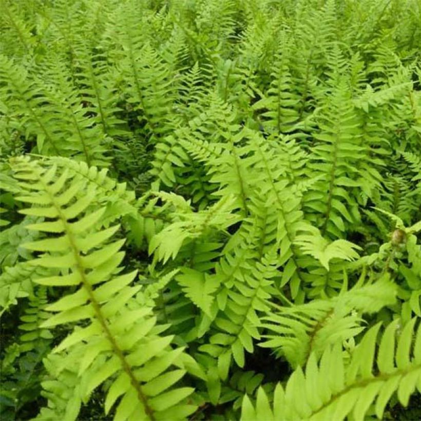 Polystichum munitum (Fogliame)