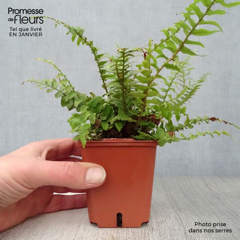 Polystichum munitum - Fougère Godet de 9cm esemplare consegnato in inverno