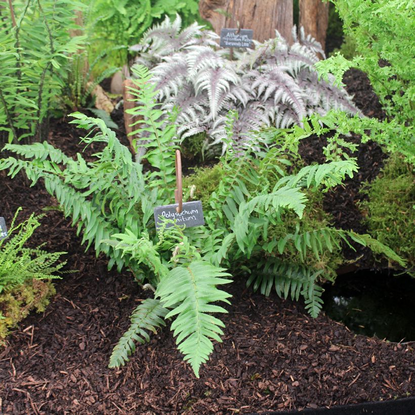 Polystichum munitum (Porto)