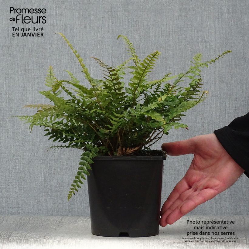 Polystichum neolobatum - Fougère sabre  Pot de 2L/3L esemplare consegnato in inverno