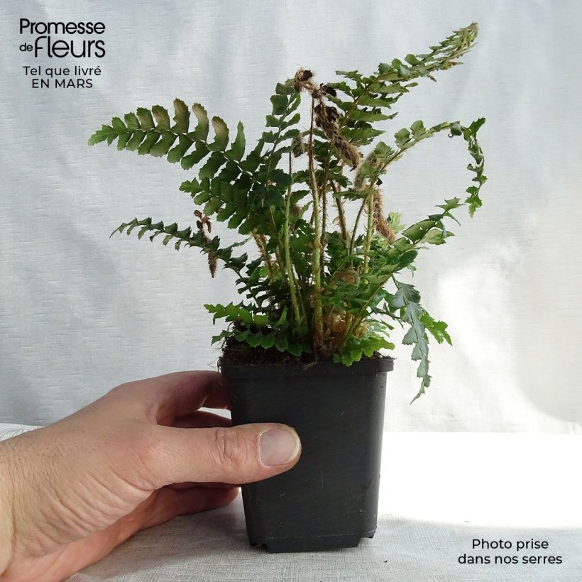 Polystichum polyblepharum - Fougère persistante en godet de 9 cm esemplare consegnato in inverno