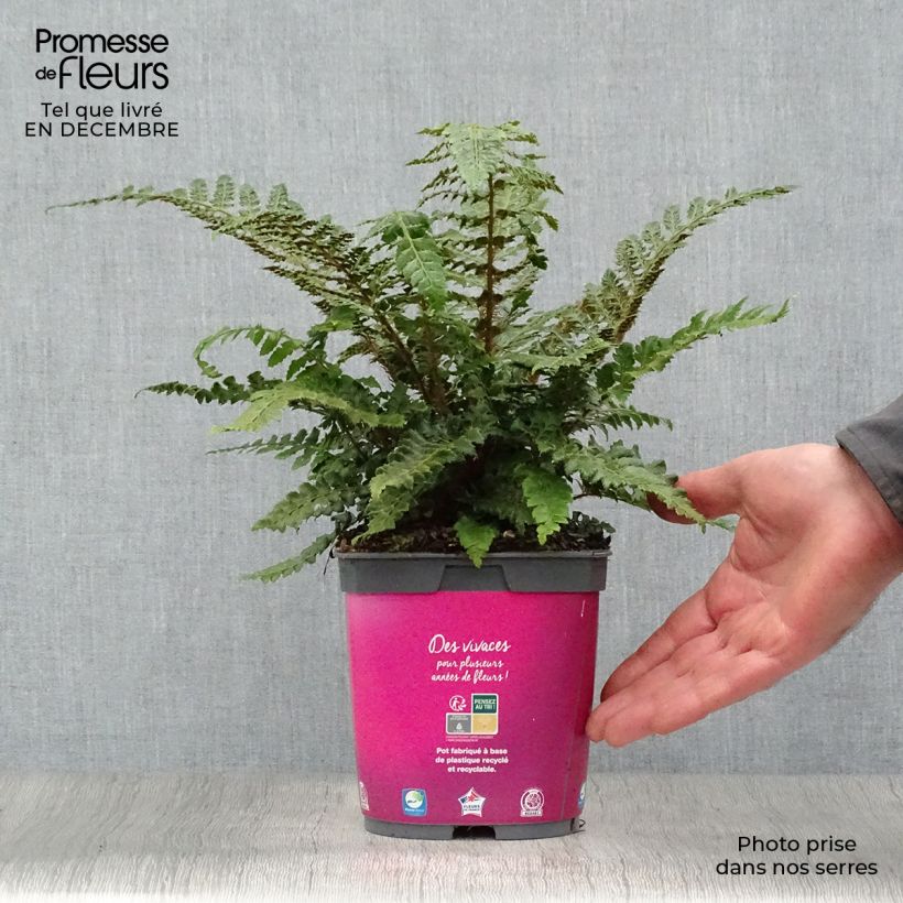 Polystichum polyblepharum - Fougère persistante en pot de 2/3 litres esemplare consegnato in inverno