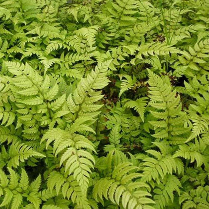 Polystichum rigens (Fogliame)