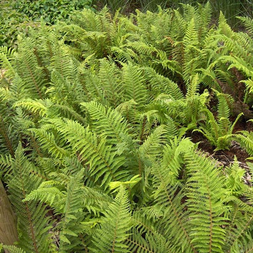 Polystichum setiferum - Felce setifera (Fogliame)