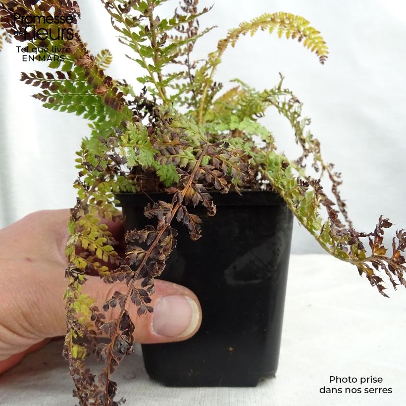 Polystichum setiferum - Aspidie à cils raides Densum Godet de 9cm esemplare consegnato in inverno