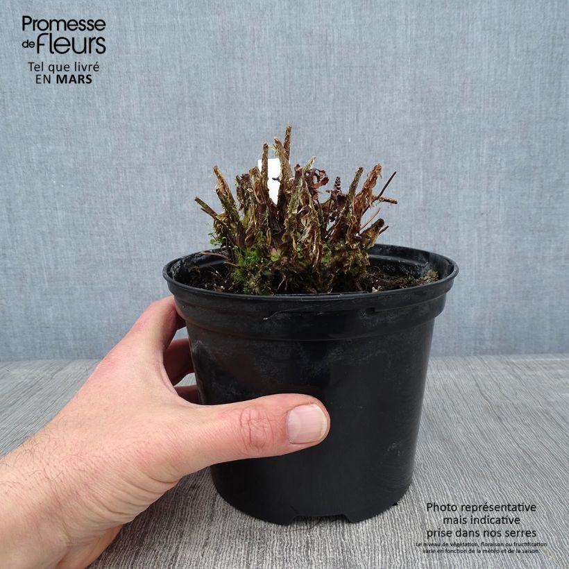 Polystichum setiferum - Fougère Pot de 2L/3L esemplare consegnato in inverno