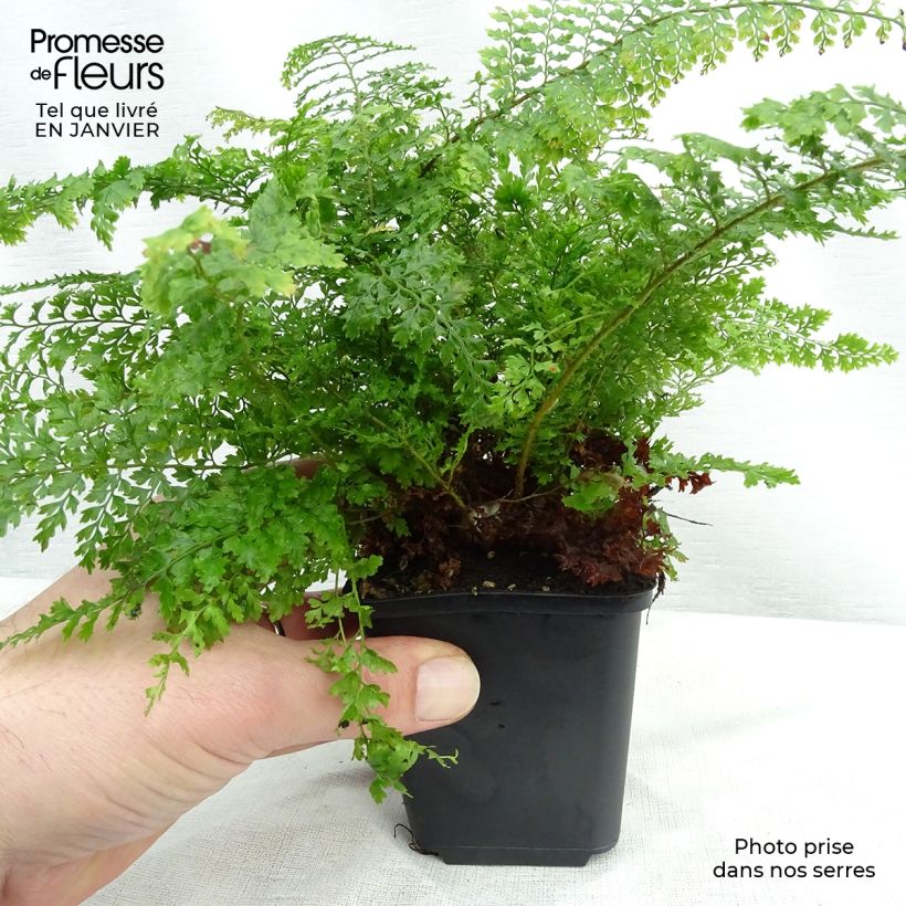 Polystichum setiferum Plumosum Densum - Fougère Godet de 9cm esemplare consegnato in inverno